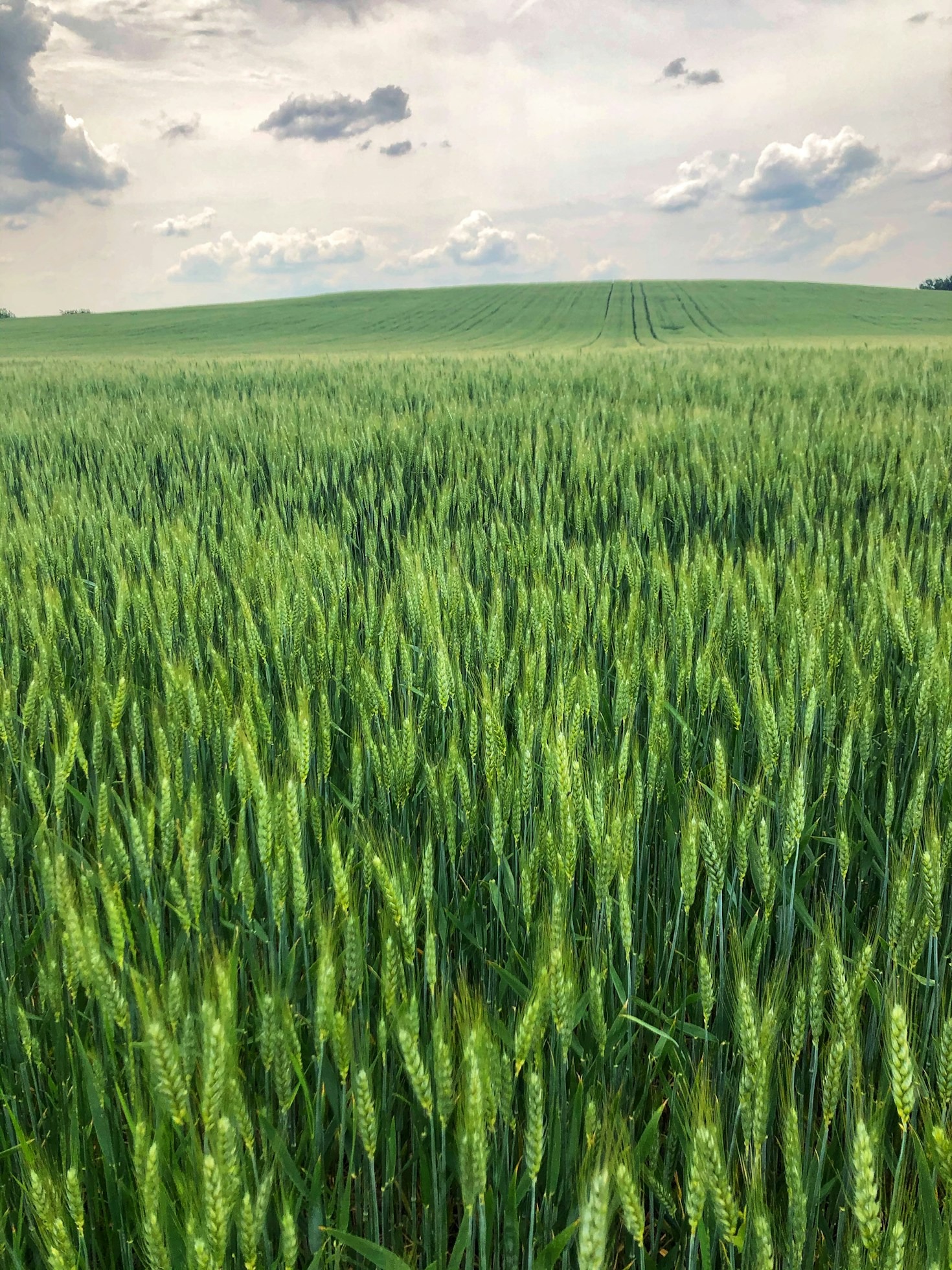 Význam správneho skladovania poľnohospodárskych komodít